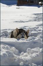 Huskytrekking